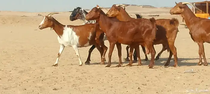 معزاء محايليه دفيع ومضاريع طيبه لي البيع 2