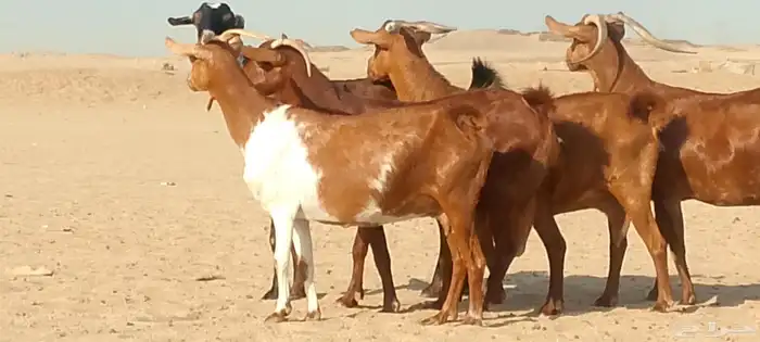 معزاء محايليه دفيع ومضاريع طيبه لي البيع 5