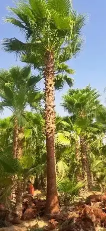 يوجد لدينا نخيل عربي وشنطونيا زينه امركي 5