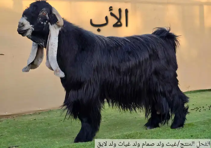 جفار عوارض صنف الصنف 8