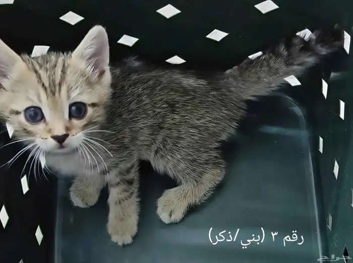 عدد 4 كيتن قطط عمر 40 يوم للبيع 3