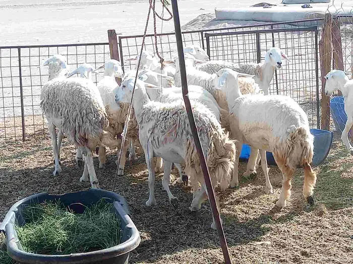 للبيع رخال العدد 13بالفحل 5