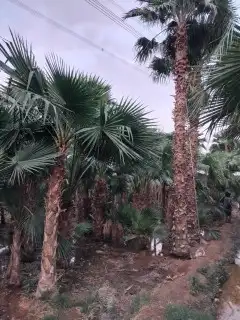 نخل عربي وواشنطن 5