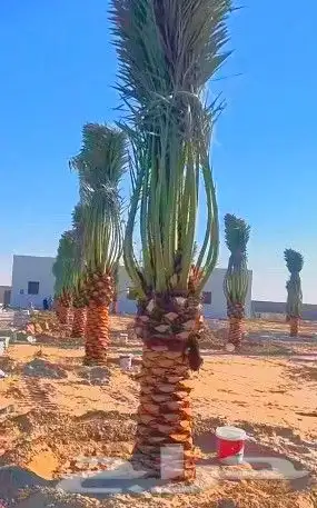 نخل مثمر للبيع نقايل جثايث فسائل نخل واشنطني زينه صقعي برحي 3