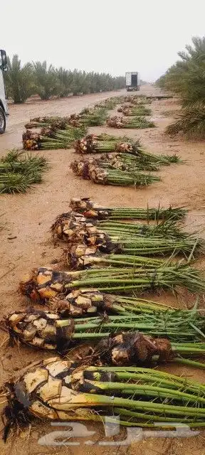 نخل عربي وواشنطن 8