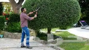 زراعه جميع انواع الاشجار والنخل والنجيل والقص تزيين والتقليم 9