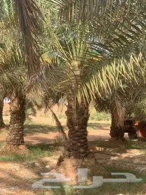 نخل عربي وواشنطن 1