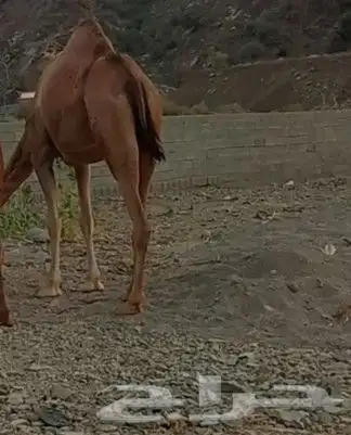 ناقه لقحه جنب سديس 4