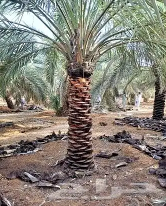 نخل للبيع نخيل مثمر خلاص صقعي سكري شيشي هلالي مجدول سلج غر د 4
