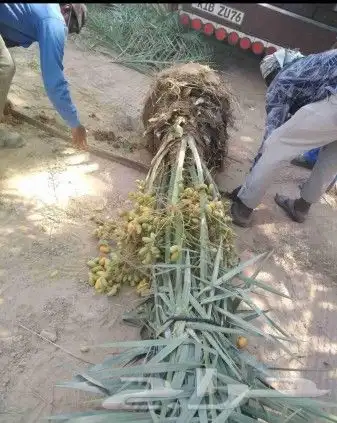 نخل للبيع نخيل مثمر نقايل جثايث خلاص سكري صقعي برحي شيشي سلج 5