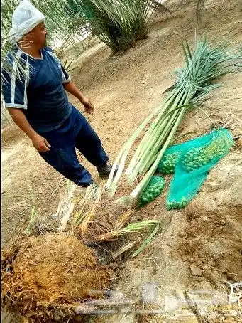 نخل للبيع نخيل مثمر نقايل جثايث خلاص سكري صقعي برحي شيشي سلج 2