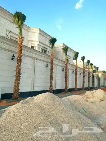 نخل للبيع الرياض شقراء الخرج المزاحمية نخيل الحوطه القصيم 6