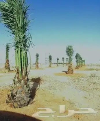 نخل مثمر للبيع نقايل جثايث فسائل نخل واشنطني زينه صقعي برحي 9