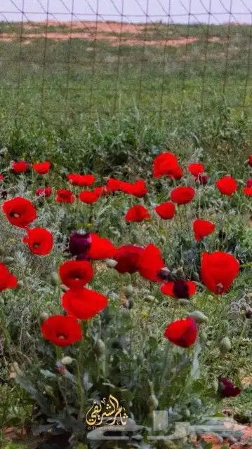 بكج بذور ازهار الربيع و الوسمي البرية عرض خاص 4