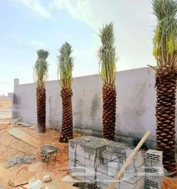 نخل مثمر للبيع نقايل جثايث فسائل نخل واشنطني زينه صقعي برحي 1