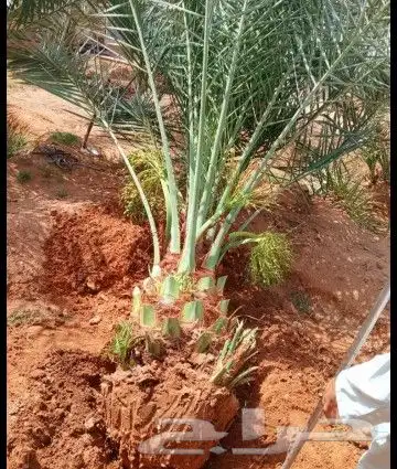 نخل للبيع نخيل مثمر خلاص صقعي سكري شيشي هلالي مجدول سلج غر د 7