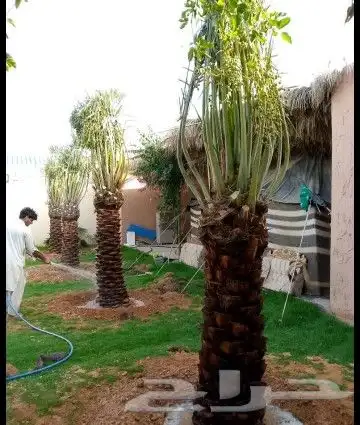 نخل للبيع نخيل مثمر خلاص صقعي سكري شيشي هلالي مجدول سلج غر د 8