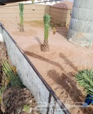 نخل للبيع نخيل مثمر خلاص صقعي سكري شيشي هلالي مجدول سلج غر د 1