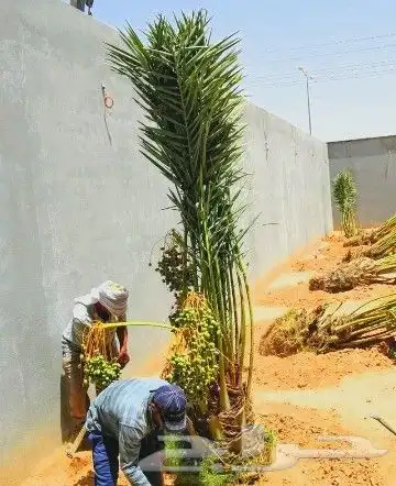 نخل مثمر للبيع نقايل جثايث فسائل نخل واشنطني زينه صقعي برحي 4