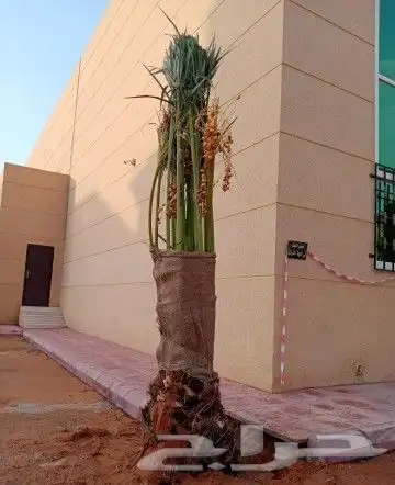 نخل للبيع نخيل مثمر خلاص صقعي سكري شيشي هلالي مجدول سلج غر د 2