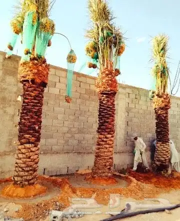 نخل مثمر للبيع نقايل جثايث فسائل نخل واشنطني زينه صقعي برحي 2
