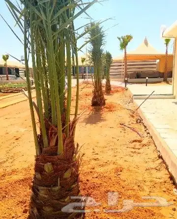 نخل مثمر للبيع نقايل جثايث فسائل نخل واشنطني زينه صقعي برحي 5