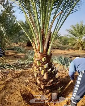 نخل مثمر للبيع نقايل جثايث فسائل نخل واشنطني زينه صقعي برحي 7