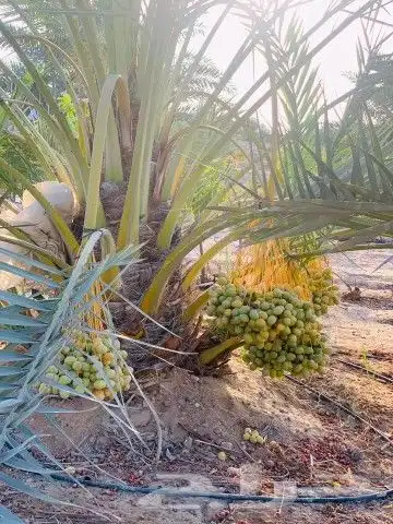 نخل للبيع نخيل مثمر خلاص صقعي سكري شيشي هلالي مجدول سلج غر د 0