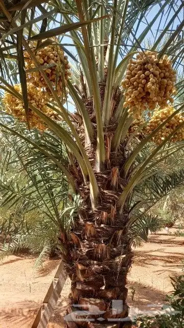 للبيع نخل 9