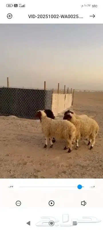 ذبائح بريه فل شحم شي طيب الذيبيه 0