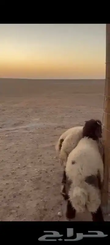 ذبائح بريه فل شحم شي طيب الذيبيه 3