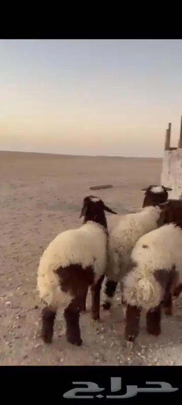 ذبائح بريه فل شحم شي طيب الذيبيه 4