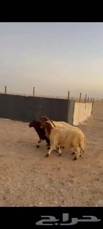ذبائح بريه فل شحم شي طيب الذيبيه 6