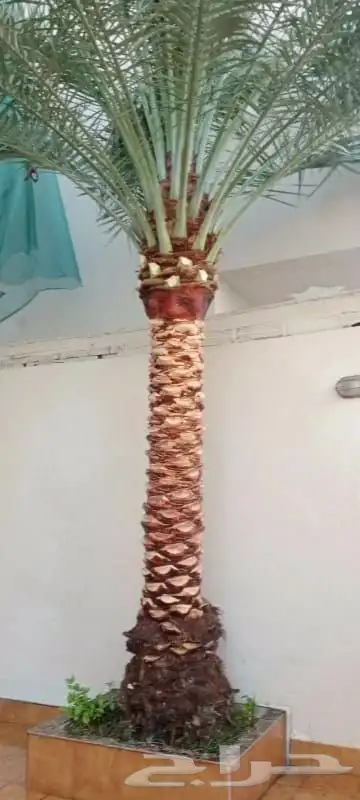 تنسيق حدائق جده ومكه 0