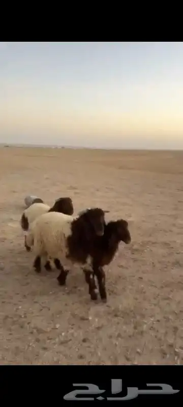 ذبائح بريه فل شحم شي طيب الذيبيه 5