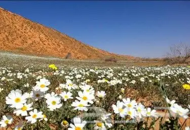 بكج بذور ازهار الربيع و الوسمي البرية عرض خاص 5