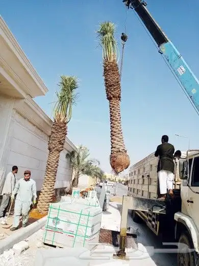 نخل للبيع نخيل مثمر نقايل جثايث خلاص سكري صقعي برحي شيشي سلج 3