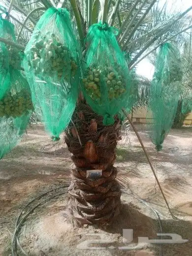 نخل للبيع نخيل مثمر نقايل جثايث خلاص سكري صقعي برحي شيشي سلج 7