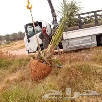 نخل مثمر للبيع نقايل جثايث فسائل نخل واشنطني زينه صقعي برحي 6