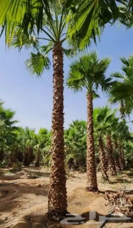 نخل واشنطني وعربي للبيع 2