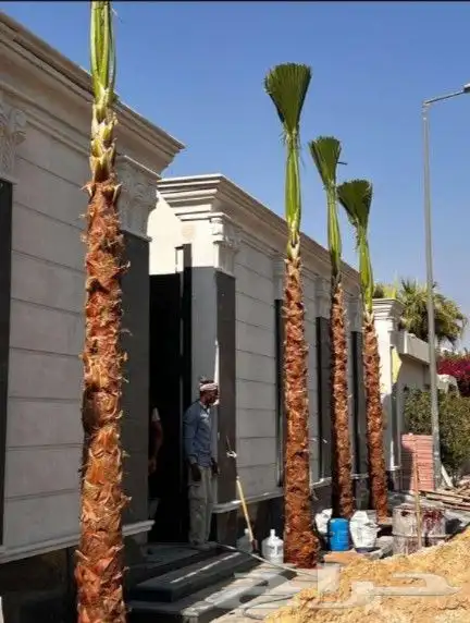 يوجد لدينا نخل واشنطني زينه امريكي بكل المقاسات وبسعار مناسب 2