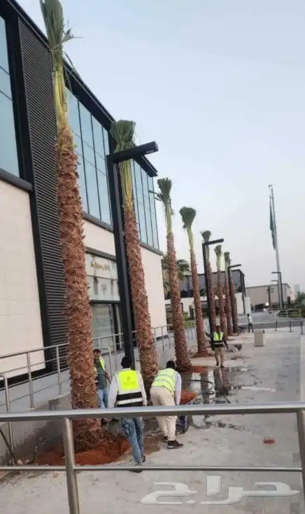 يوجد لدينا نخل واشنطني زينه امريكي بكل المقاسات وبسعار مناسب 0