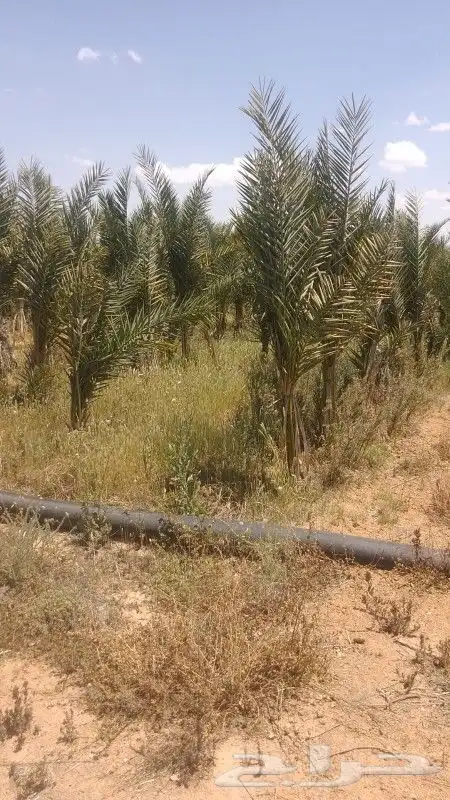 نخل عربي وواشنطن 9