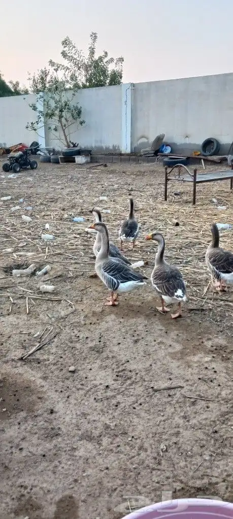 وز عراقى للبيع 3