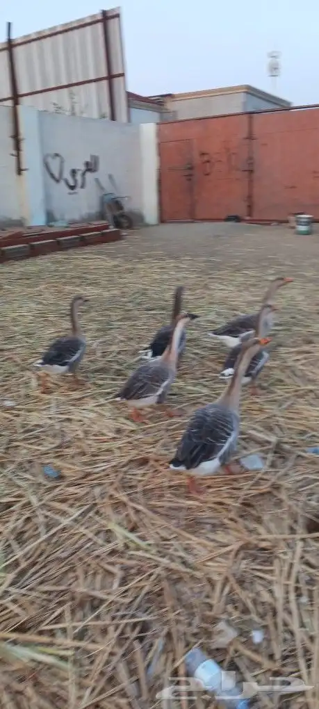 وز عراقى للبيع 1