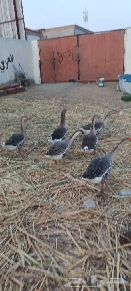 وز عراقى للبيع 2