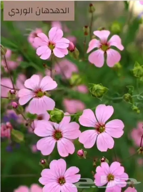 بكج بذور ازهار الربيع و الوسمي البرية عرض خاص 7