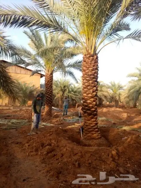 نخل للبيع نخيل مثمر نقايل جثايث خلاص سكري صقعي برحي شيشي سلج 6