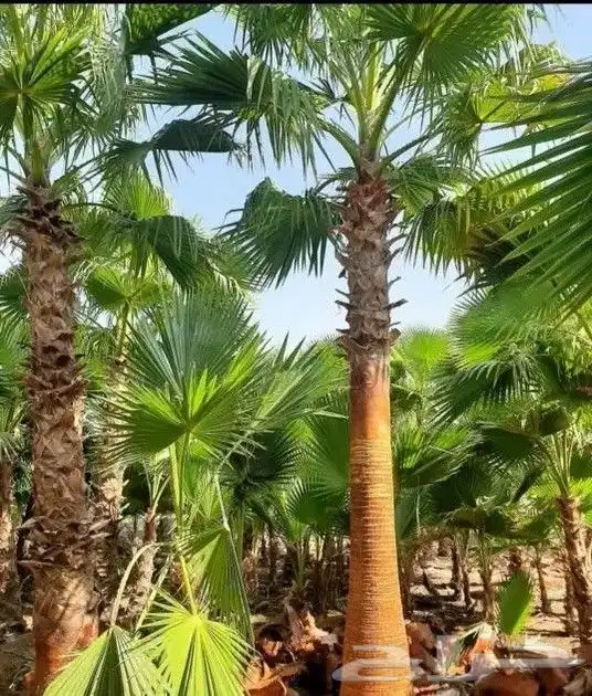 يوجد لدينا نخيل عربي وشنطونيا زينه امركي 0