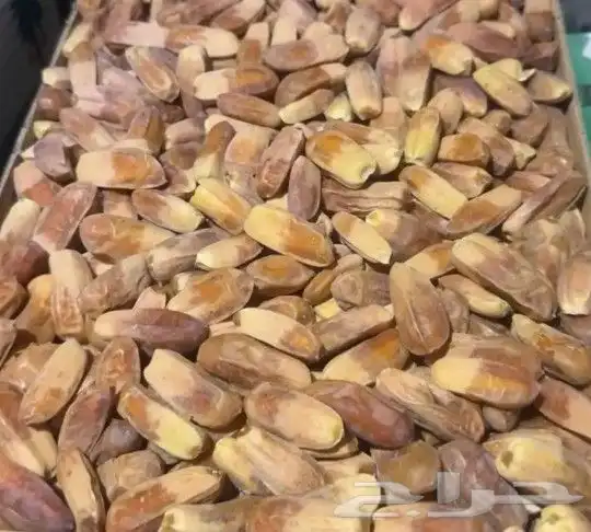 مطلوب شيص صقعي كميه 0